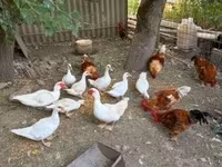 Ducks — 2-сурет