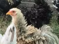 Pekin Bantam — 5. fotó