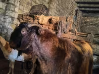 تيس, Kamori goats — الصورة 1