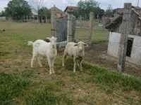 Kos, Merino sheep — 1. fotó