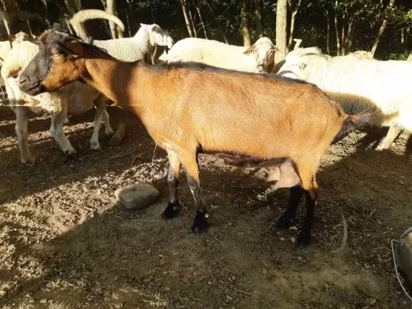 母山羊, Goats