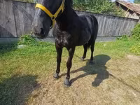Mare, Horses — photo 8