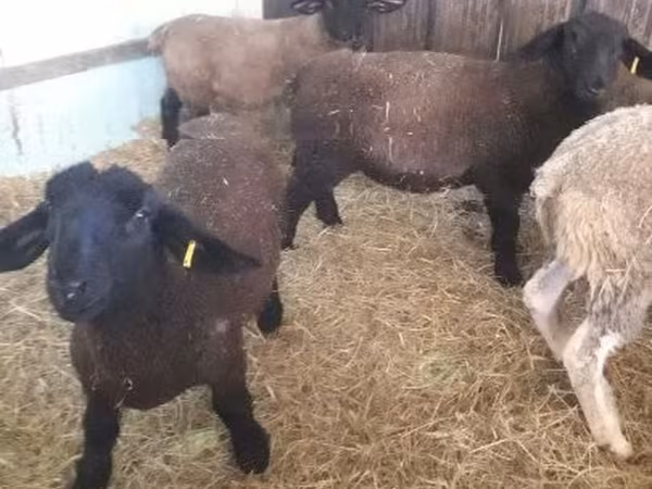 Ovce, White Suffolk sheep — Maďarsko