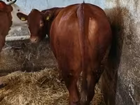 Tehén, Limousin tehén — 3. fotó