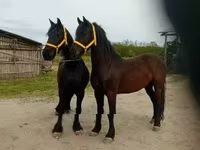 Cavalo, Friesian — foto 6