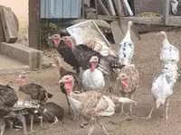 Turkeys — foto 8