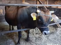 सांड, जर्सी नस्ल — फ़ोटो 3