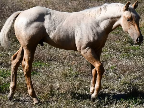 घोड़ा, Quarter Horse