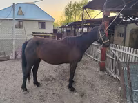 Yegua, Caballos — foto 1