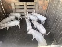 猪（批次，未指定性别） — 照片 3