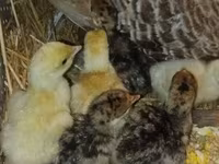 Turkeys — foto 2