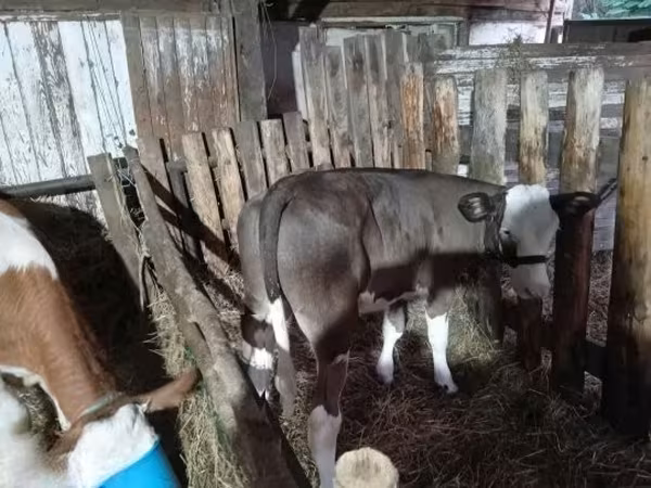 Cow, Holstein breed — Hungary