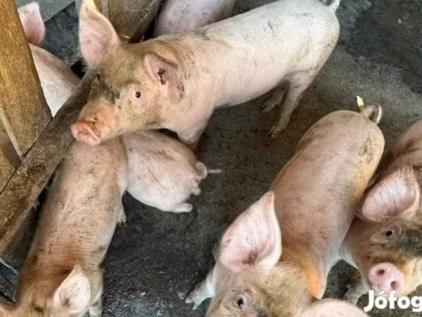 Sow, Pigs — Hungary
