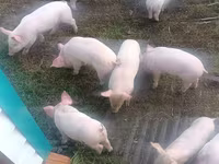 Boar, Pigs — photo 1