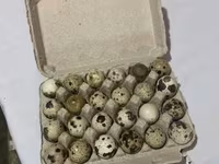 Quails — photo 1