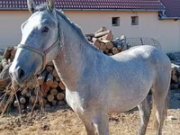 Hing, Lipizzaner — 7. fotó