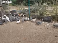 Guinea fowl — foto 2