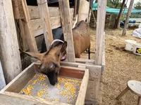 母山羊, Alpine goat — 照片 6