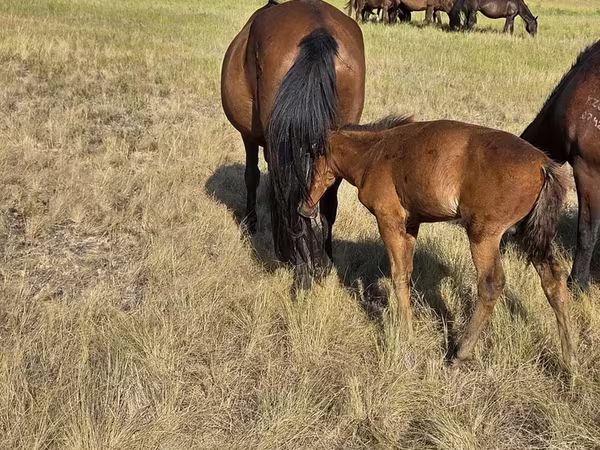Klisna, Kazakh horse