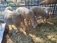 公羊, Ile-de-France sheep — 照片 5