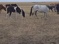 Kanca, Horse breed — 4. fotó