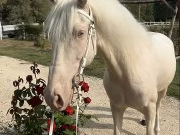 Hing, Lovak — Magyarország