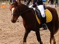 母马, Horses — 照片 1