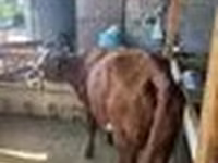 Cow, Latvian Blue cattle — photo 8
