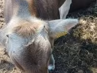 Bulle, Braune Karpatenrasse — Foto 4