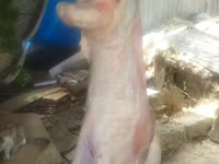 Kos, Juhok — 3. fotó