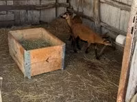 Kos, Cameroon sheep — 5. fotó