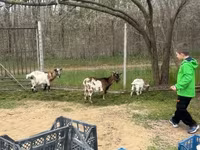 Goats (batch, sex not specified), Goats — photo 3