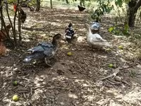 Ducks — foto 3