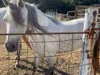 Jument, Hungarian horse breed — photo 2