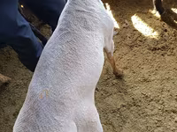 Carnero, Kyrgyz Mountain merino sheep — foto 8