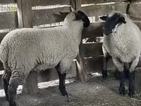 Juh, Suffolk sheep — 3. fotó