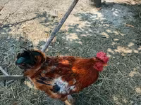 Chickens — photo 8