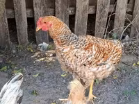 Chickens — फ़ोटो 3