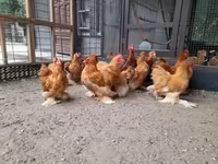 Pekin Bantam — foto 3