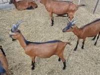 公山羊, Alpine goat — 照片 1