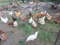 Chickens — photo 6