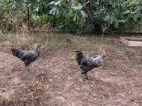 Chickens — फ़ोटो 1