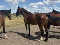 Kanca, Dutch warmblood horse — 1. fotó