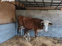 सांड, Simmental cattle — फ़ोटो 1