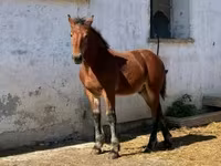 حصان, الخيول — الصورة 6