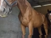 Kobyła, Polish pony — zdjęcie 2