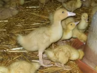 Ducks — zdjęcie 2