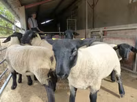 Sheep, White Suffolk sheep — photo 3