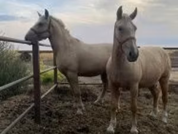 Mare, Horses