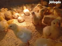 Chickens — photo 3